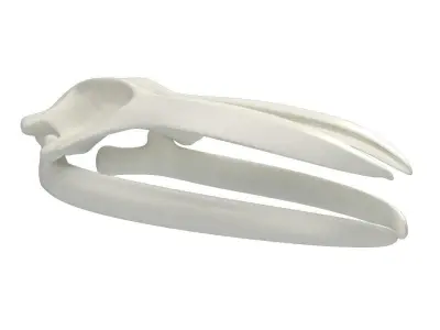 Blue Whale Skull 3D model