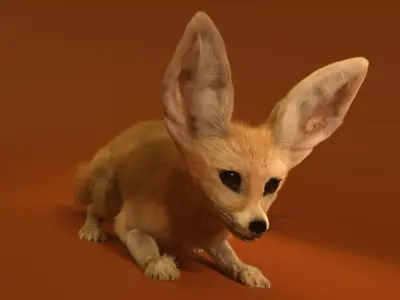 Fennec Fox Realism 3D model Low-poly 3D model