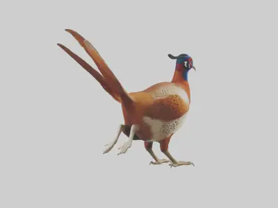 Pheasant running model Low-poly 3D model