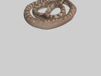 Eastern Diamondback Rattlesnake coiled model 3D model