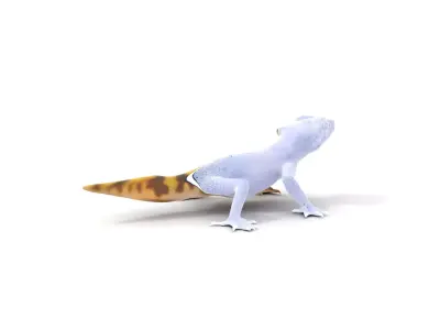 Vivid Gecko model pack Low-poly 3D model