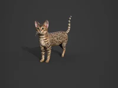 Cat Tabby 3D model