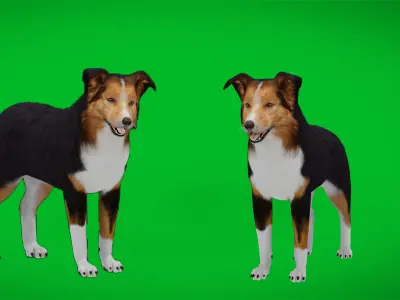 Male Collie Dog Low-poly 3D model