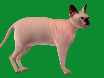Sphynx Cat Low-poly 3D model