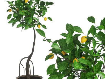 Indoor plant lemon 3D model