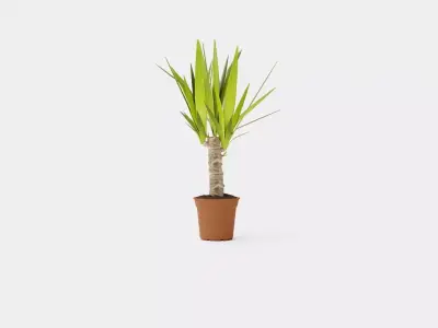 Yucca elephantipes single stem Low-poly 3D model