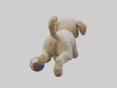 Cockapoo chasing ball model 3D model