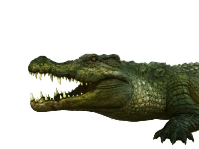 crocodile  3D model