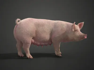 Female Pig Rigged  VFX Grace 3D model