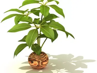 Potted Decorative Plant 3D model