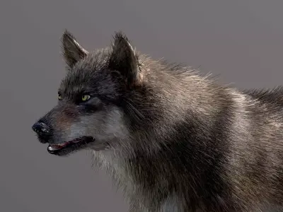  Eurasian Wolf 3D model