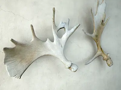 Naturally-Shed Moose Antlers 3D model