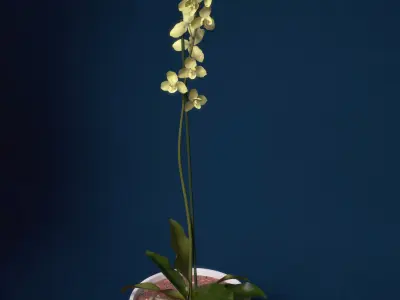 XfrogPlants Orchid 3D model
