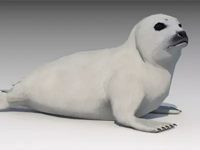 Seal cub Low-poly 3D model