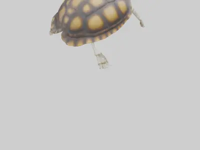 Tortoise Skeleton model Low-poly 3D model
