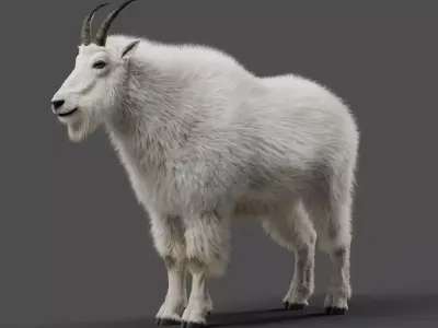Mountain Goat Animation - Blender 3D model