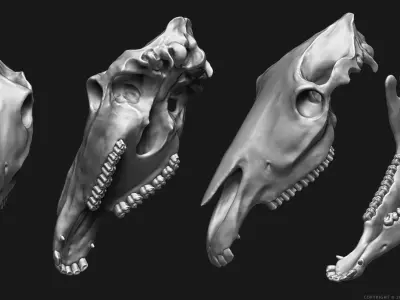 3D Horse Skeleton 3D model