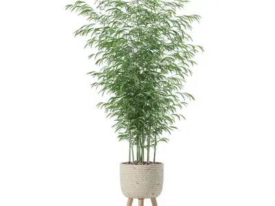 Bamboo in modern flower pot 3D model