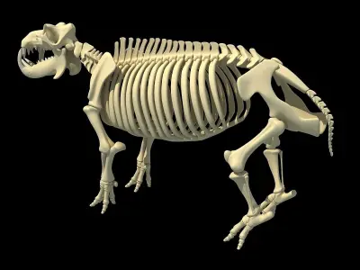 Hippopotamus Skeleton 3D model