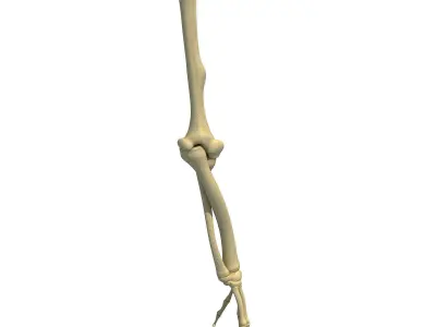 Bones of Animal Skeleton Arm 3D model