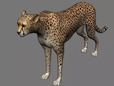 Leopard Panther Puma Jaguar Model Rig Low-poly 3D model