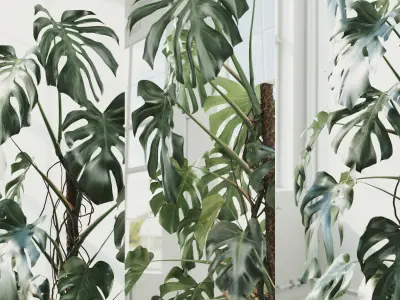 Accurate Monstera Deliciosa in pot set of 6 plants 3D model