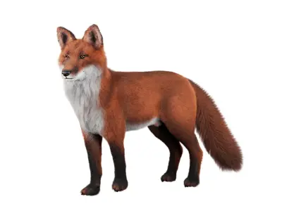 Fox Rigged 3D Model Low-poly 3D model