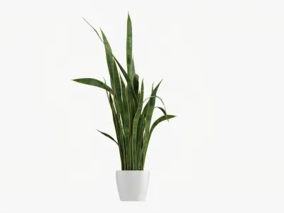 Snake plant Dracaena trifasciata 01 3D model