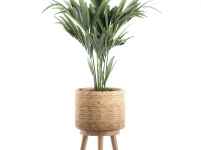 Decorative palm in a in a basket 622 3D model