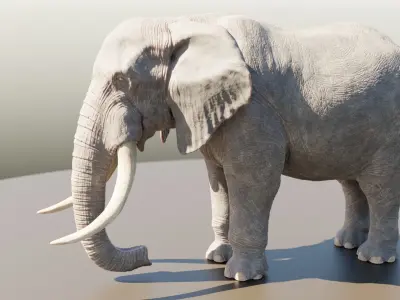 Elephant Low-poly 3D model
