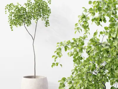 Collection Indoor Plants 027 3D model