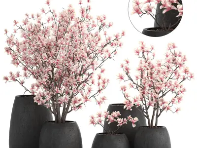 Decorative magnolia trees in a black flowerpots 807 3D model