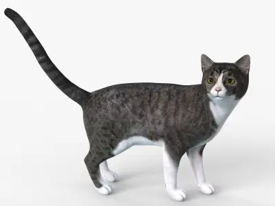 Grey Cat Rigged for Cinema 4D FBX 3D Model Low-poly 3D model