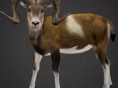 Ovis Ammon Male - Sheep Realistic 3D model