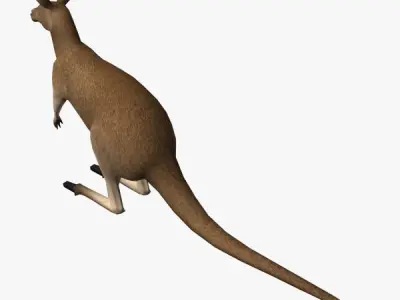 Kangaroo Low-poly 3D model