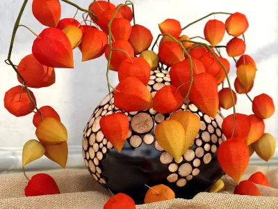 physalis in a vase 3D model