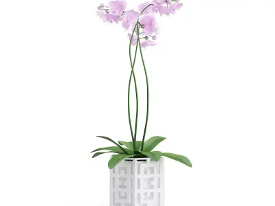 Orchid Flower in Hexagonal Pot 3D model