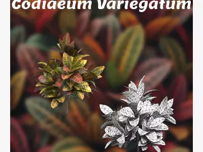 Codiaeum Variegatum Low-poly 3D model
