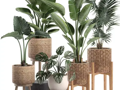 Decorative plants in a basket 574 3D model