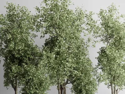 indoor plant 433 plant tree vase dirty concrete 3D model