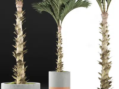 Plants Collection 132 Large Palm 3D model