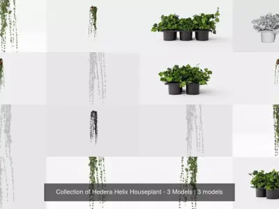 Collection of Hedera Helix Houseplant - 3 Models