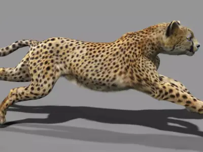 Cheetah with realistic fur Low-poly 3D model