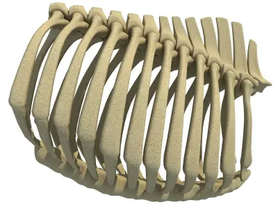 Bull Animal Rib Cage  3D model