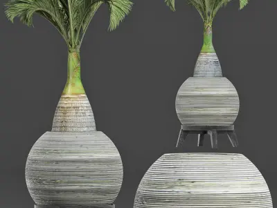 Plants Collection 181 Palm 3D model