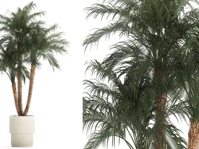 Beautiful Phoenix roebelenii in a flower pot for decoration 1283 3D model