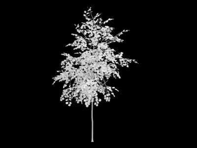 Birch Tree With White Leaves Low-poly 3D model