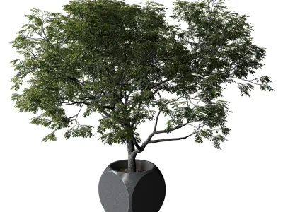 Plants Albizia 3D model