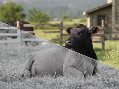Black Cattle Animated VFX Grace 3D model