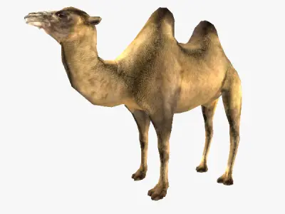 Camel 3D model